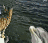 猫咪 海豚 可爱 温馨