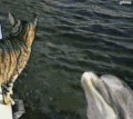 猫咪 海豚 可爱 温馨
