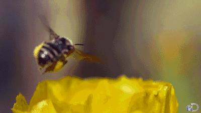蜜蜂 飞行 采蜜