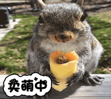 卖萌中 松鼠 卖萌 吃货