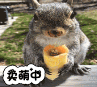 卖萌中 松鼠 卖萌 吃货