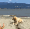 狗狗 海边 沙滩 刨坑