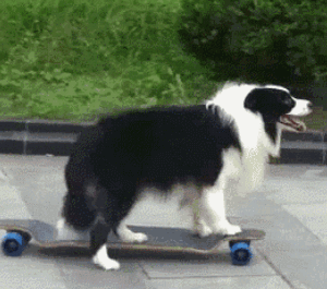 狗狗 滑板儿 可爱 搞笑