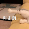 萌宠 猫星人 别走啊 请求 呆萌 可爱