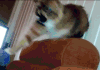 猫咪  萌宠  抓袜子  摇头  可爱