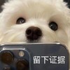 萌宠 汪星人 留下证据 嫌弃 搞怪 逗