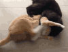 猫咪 玩耍 练功 搞笑