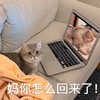 萌宠 喵星人 你怎么回来了 惊讶 呆萌 可爱