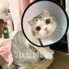 萌宠 喵星人 忧愁的靓女 我来了 搞怪 逗
