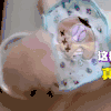 动物 可爱 萌 宠物 狗 汪星人