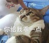 萌宠 猫星人 你给我乖一点 不敢说话 愣住 搞怪 逗