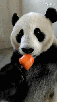 熊猫 国宝 舔 大熊猫