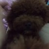 汪星人 泰迪 萌萌哒 晚安