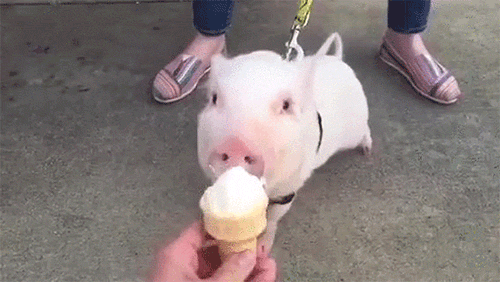 猪 pig 冰淇淋 搞笑