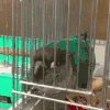 鹦鹉 你耍我 搞笑 动物
