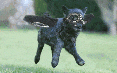 狗狗 特异功能 眼镜 搞笑