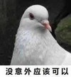 动物 鸽子 没意外应该可以 认真 搞怪 逗