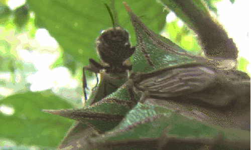 刺角蝉 捕食 模仿大师：哥斯达黎加昆虫 纪录片 黄蜂
