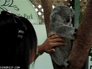 考拉 摇耳朵 宝宝 萌化了 睡觉 动物 树 koala
