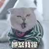 萌宠 喵星人 她怒我跪 生气 呆萌 可爱