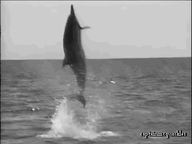 海豚 dolphin 旋转