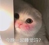 萌宠 猫星人 今晚一起睡觉吗 害羞 呆萌 可爱