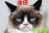猫咪 生气 严肃 不兴奋