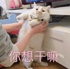 萌宠 喵星人 你想干嘛 别搞我 憨憨 可爱