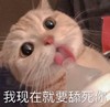 萌宠 猫星人 我现在就要舔死你 舔猫 呆萌 可爱