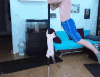 锻炼 猫咪 同步 健身 钢管舞