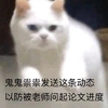 萌宠 猫星人 鬼鬼祟祟发送这条动态 以防被老师问起论文进度 呆萌 可爱