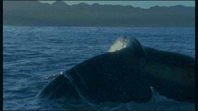 海底世界 鲸鱼 鱼尾 出水