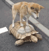 搞笑 哈哈 大笑 soofig出品 soogif