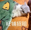 萌宠 猫星人 旺铺招租 邀请 呆萌 可爱