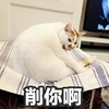 萌宠 喵星人 削你啊 信不信我揍你 严肃 傲娇