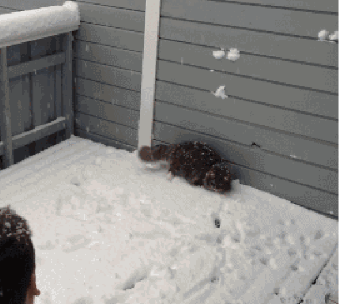 猫咪 下雪 打雪仗 可爱