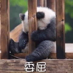 熊猫 委屈 可爱 搞笑 萌萌哒 低头不语