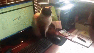 老鼠 mouse