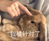 萌宠 小兔子 你被针对了 无辜 搞怪 逗