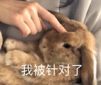 萌宠 小兔子 你被针对了 无辜 搞怪 逗