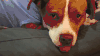 狗 吐舌头 呆萌 可怜 dog