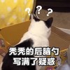 萌宠 猫星人 秃秃的后脑勺 写满了疑惑 搞怪 逗