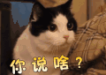 soogif soogif出品 猫 你说啥