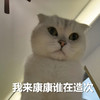 萌宠 猫星人 我来康康 搞怪 逗