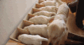 金毛 Golden Retriever 宠物 食物