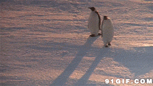 企鹅 可爱 摇晃 有趣