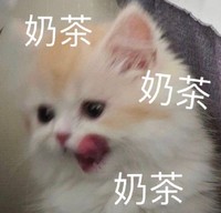 萌宠 猫星人 奶茶 喝奶茶 呆萌 可爱