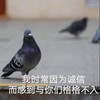 萌宠 鸽子 我时常因为诚信 而感到与你们格格不入 呆萌 可爱