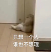 萌宠 猫星人 只想一个人 谁也不想理 呆萌 可爱