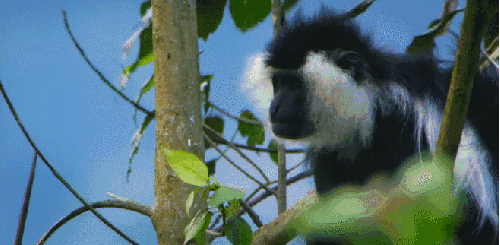 动物 尼罗河-终极大河 纪录片 猿猴